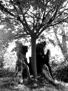 arbre jeune pousse dans arbre vieux